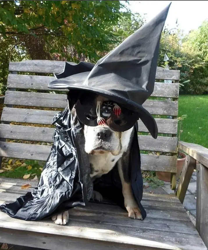 Boxer Dog in its witch costume while sitting on the bench at the park