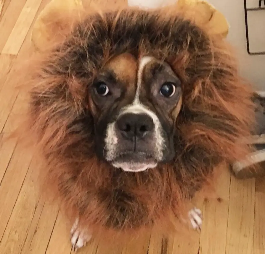 Boxer Dog wearing lion hair around its head while sitting on the floor