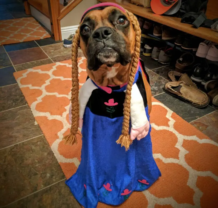 Boxer Dog in its rapunzel costume while sitting on the carpet