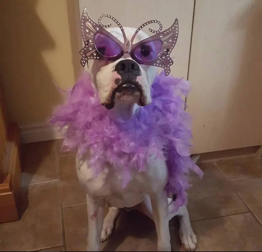 Boxer Dog wearing purple feathers around its neck and a butterfly glasses while sitting on the floor