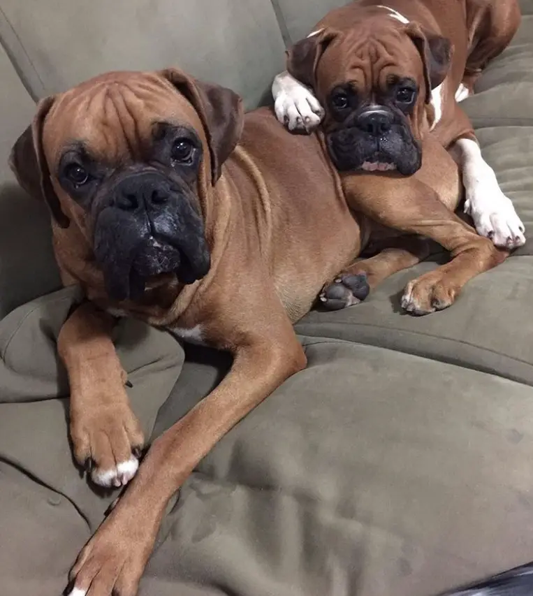 two Boxer Dogs lying on the couch