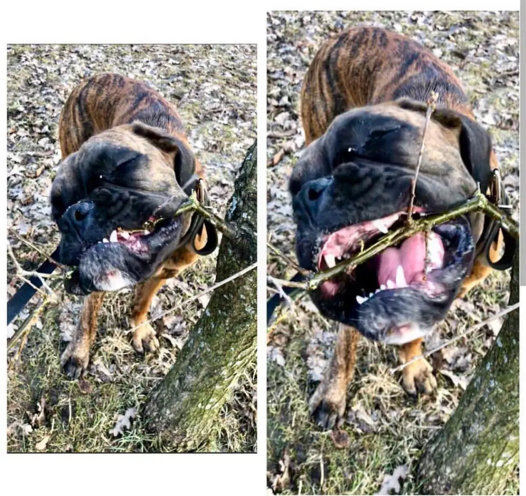 A Boxer biting a branch of tree