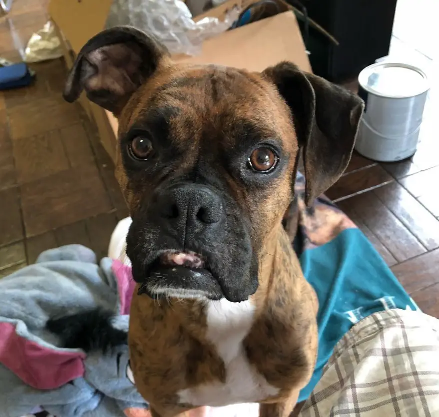 curious face of a Boxer Dog