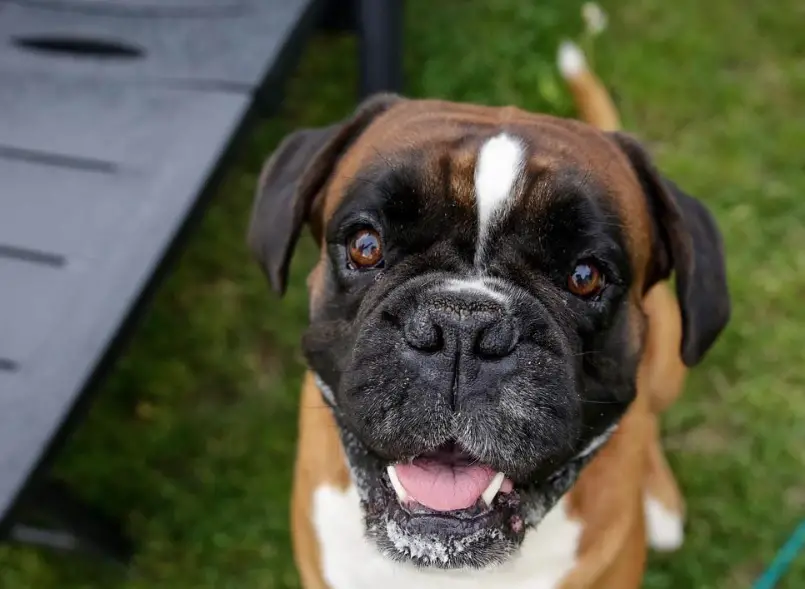 12+ Problems Only Boxer Dog Owners Will Understand | The Paws
