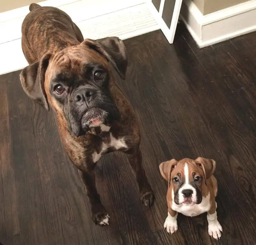 Boxer Dog and puppy in their begging face