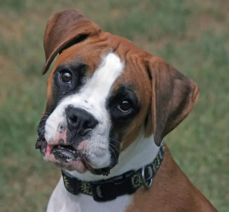 12+ Problems Only Boxer Dog Owners Will Understand | The Paws