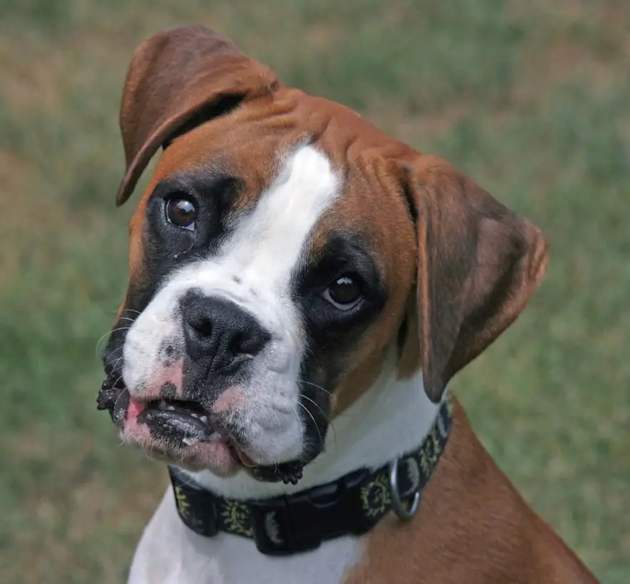 Boxer Dog with begging face