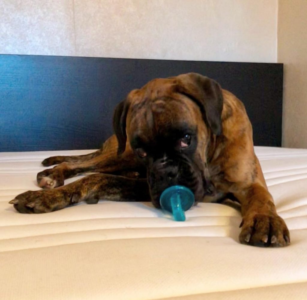 A Boxer lying on top of the bed with a pacifier in its mouth