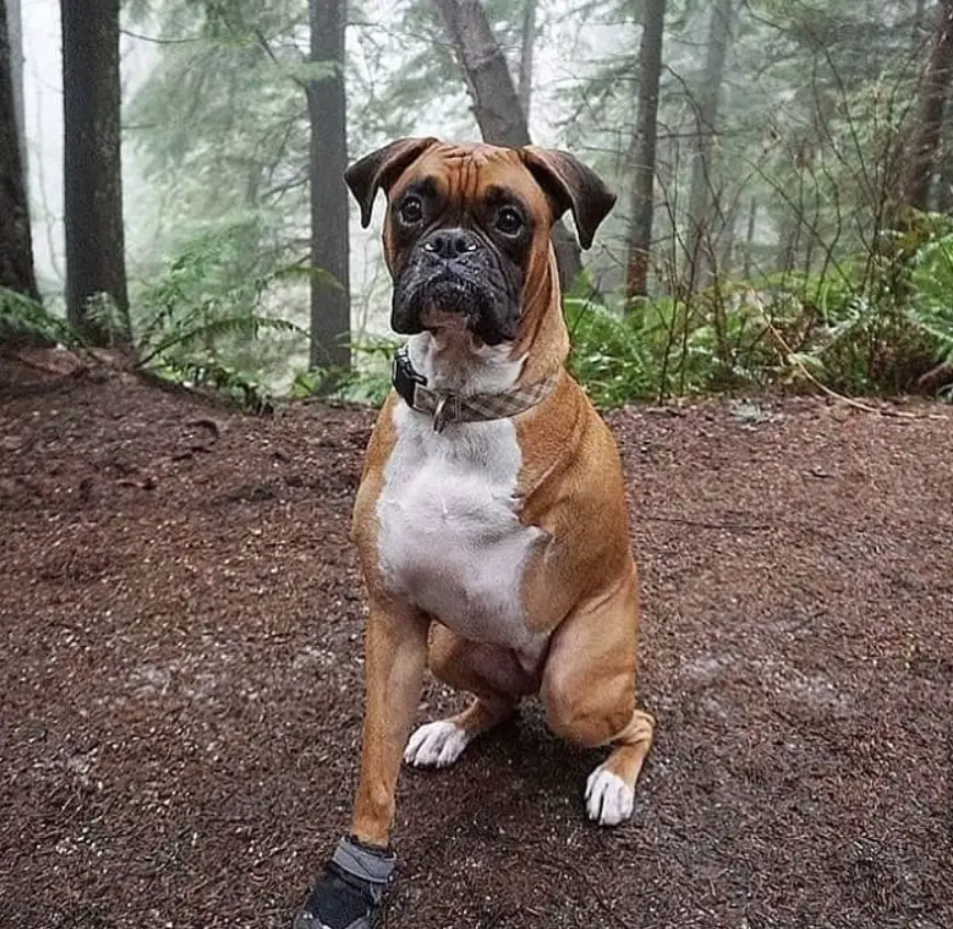 Boxer Dog with only one arm sitting in the forest