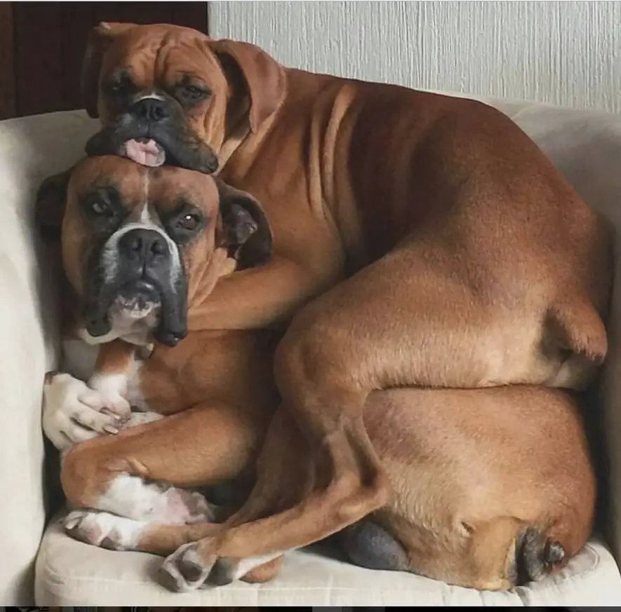 Boxer Dog on top of another Boxer Dog