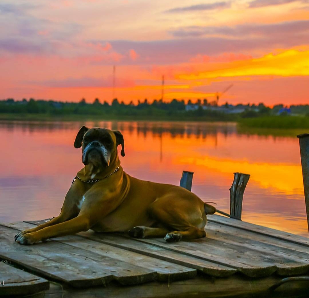 A Boxer lying on the wooden pathway in the lake on a sunset