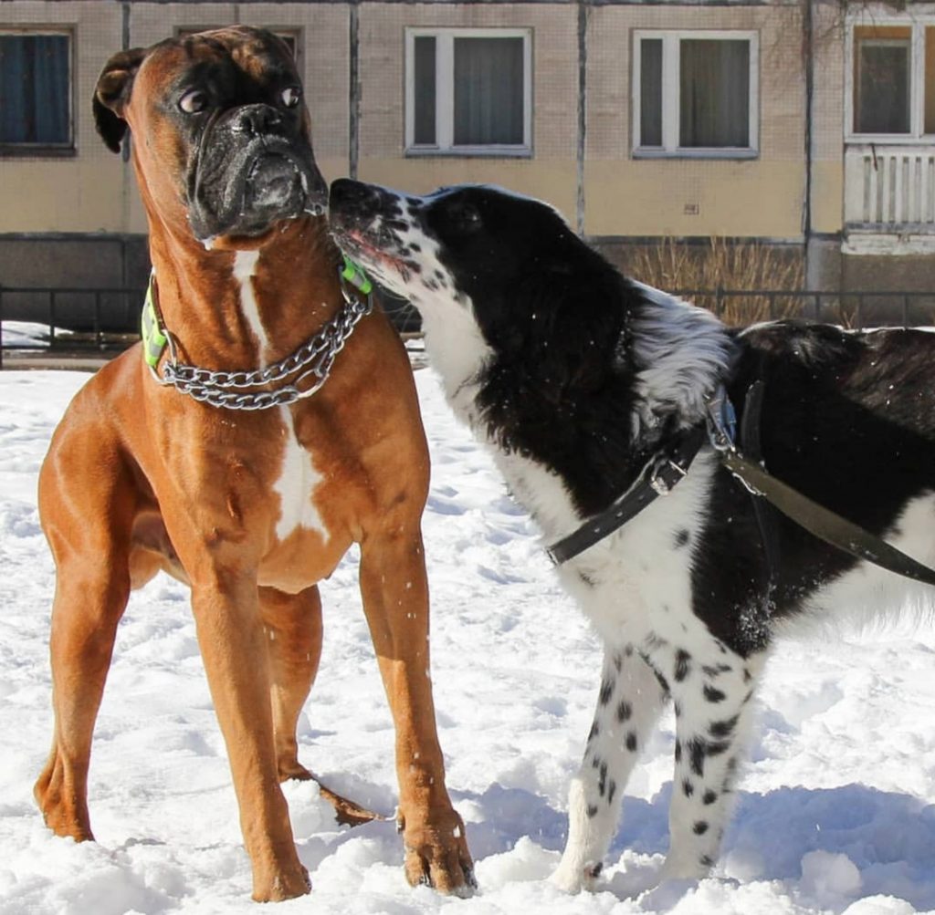 A Boxer going away with its scared face while the dog next to him is trying to smell him