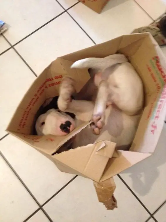 English Bull Terrier inside the box