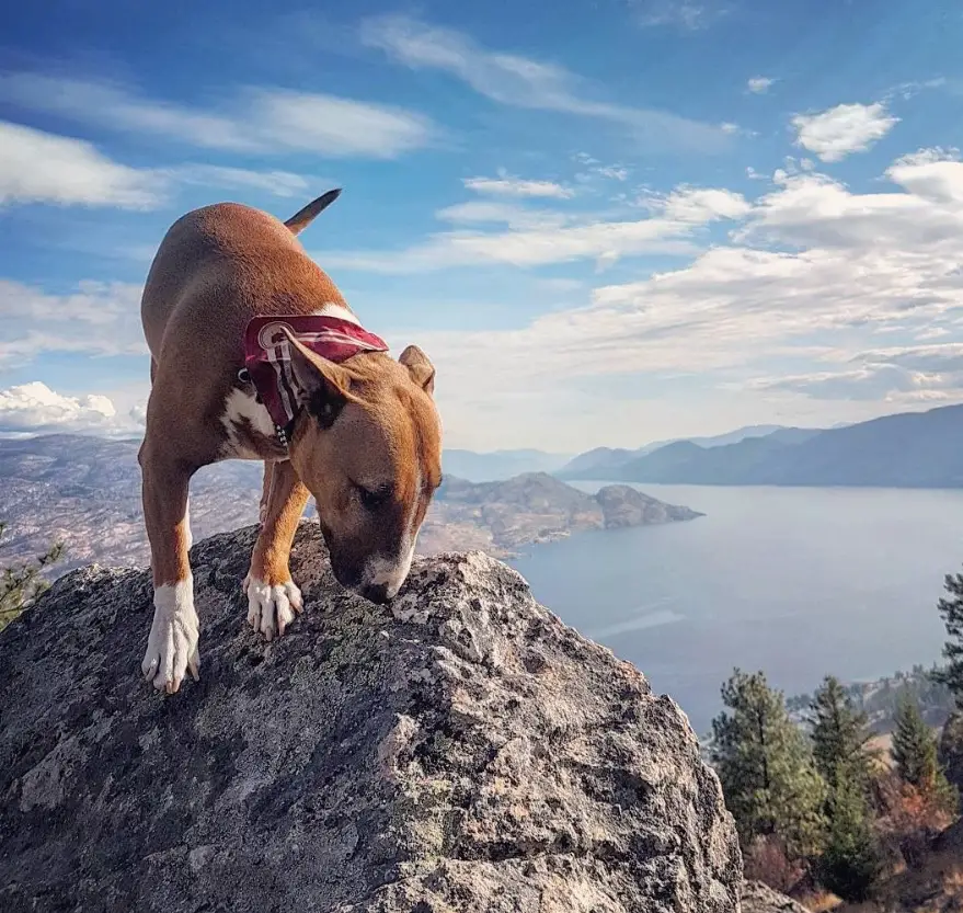 Bull Terrier climbing on top of the mountain