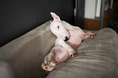 English Bull Terrier puppy lying on the couch behind the pillow
