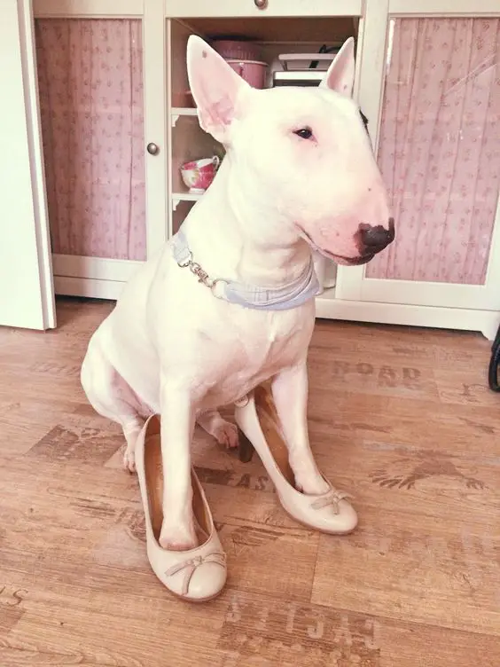 English Bull Terrier wearing high heel sandals