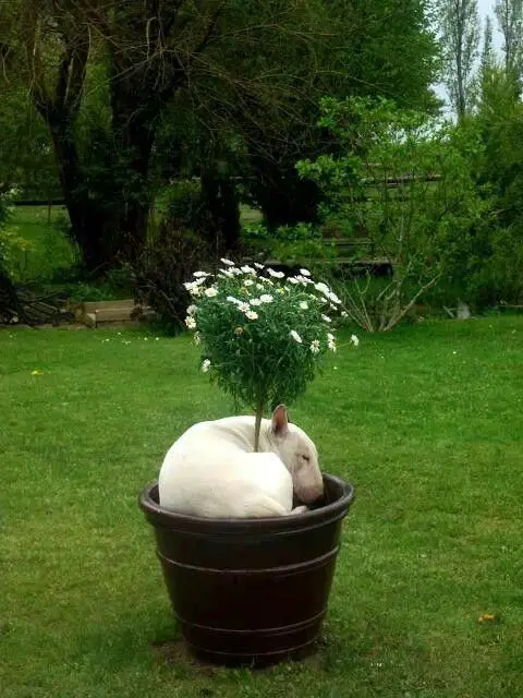 English Bull Terrier sleeping while curled up in a pot with a flower plant
