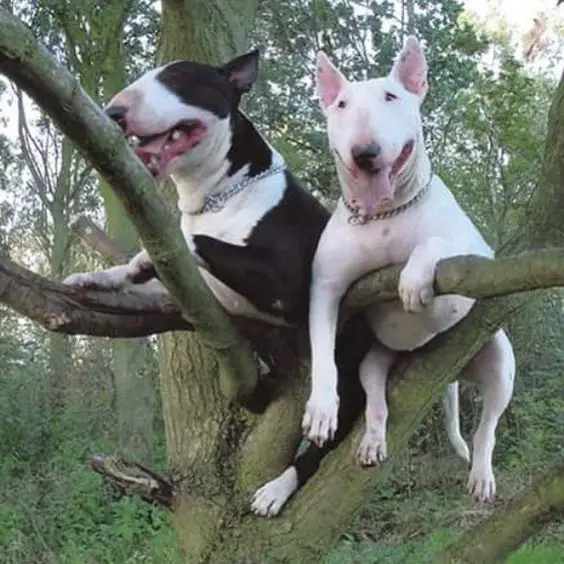 two English Bull Terriers on the branch of a tree 
