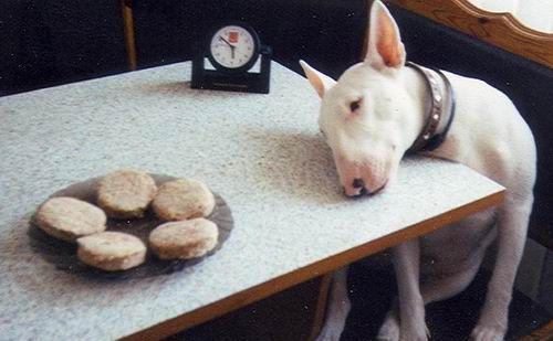 English Bull Terrier sitting on the chair with its head on top of the table with a food in front of it