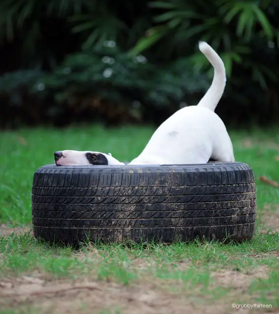 English Bull Terrier in a wheel in the garden