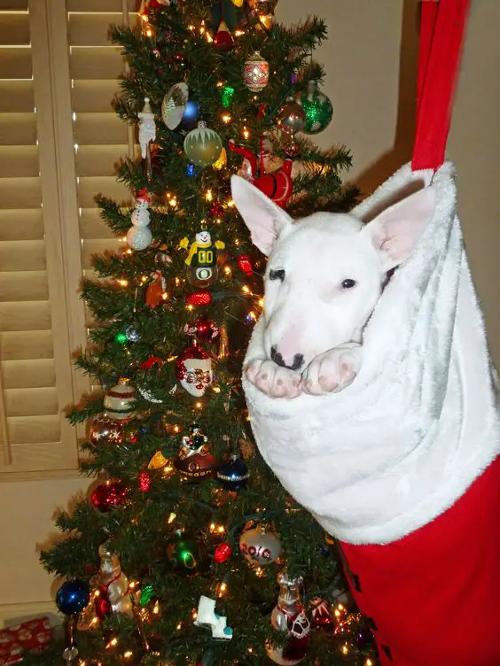 English Bull Terrier inside a large hangingchristmas sock with a christmas tree behind it