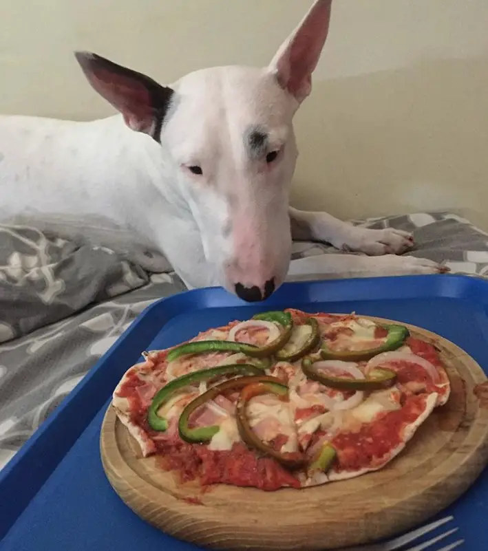 Bull Terrier smelling the pizza from the tray