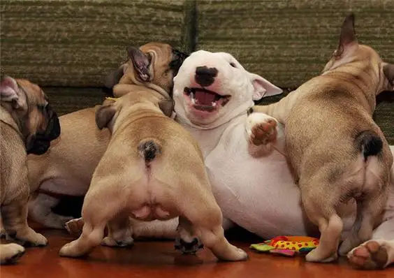 English Bull Terrier cuddling with puppies