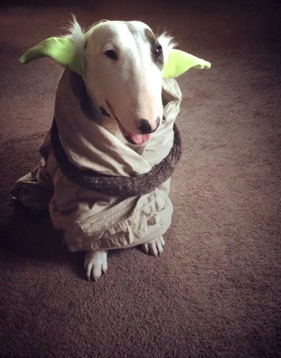 Bull Terrier sitting on the floor in its yoda costume