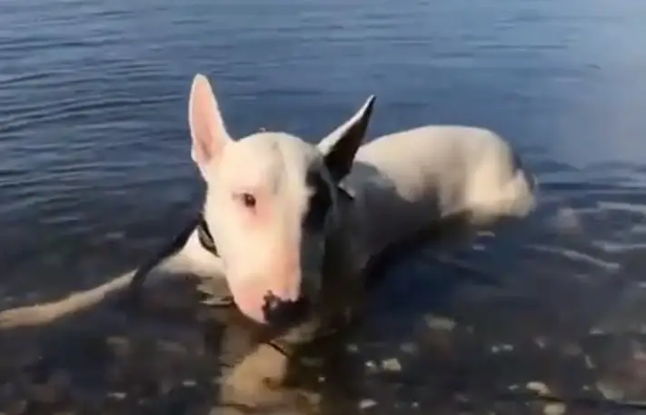 Bull Terrier on the water