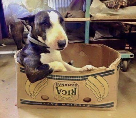 An English Bull Terrier sitting inside a carboard box