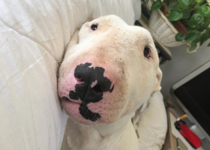 Bull Terrier lying on the bed