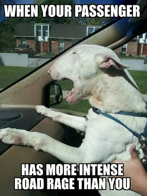 raging English Bull Terrier inside the car on the passenger seat with a text 
