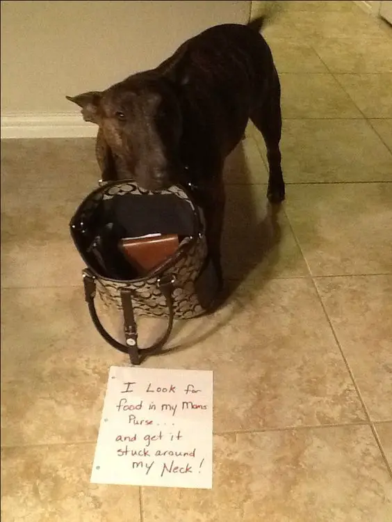English Bull Terrier and a bag stuck on its neck with a note on the floor saying 
