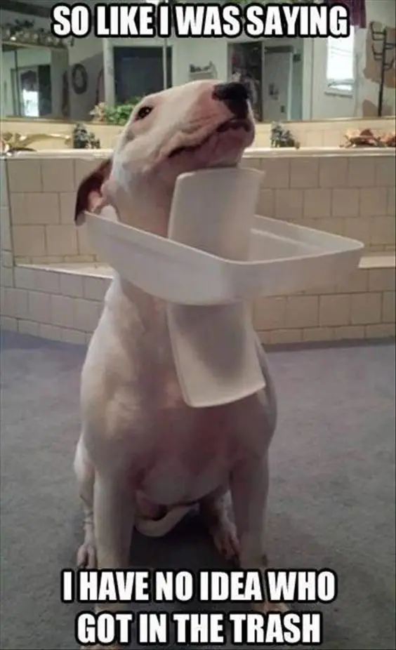 English Bull Terrier with a cover of a trash can stuck on its neck photo with a text 