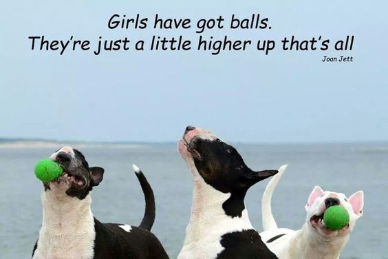 three English Bull Terrier looking up the sky with ball in its mouth photo with a text 