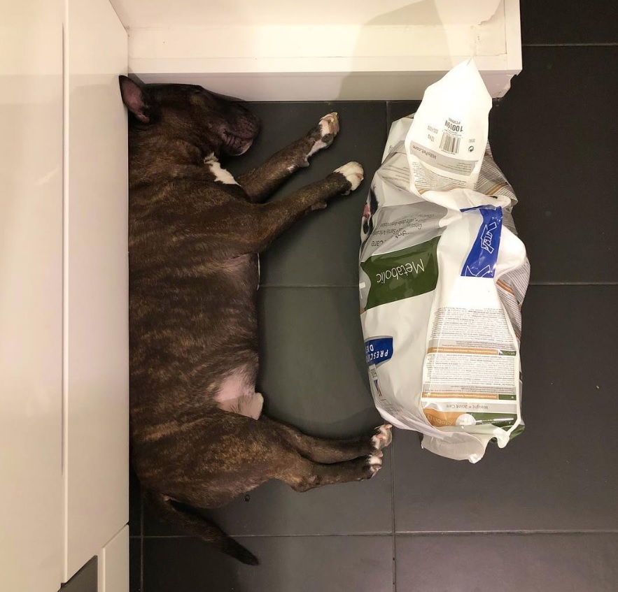 Bull Terrier lying on the floor beside the bag of groceries