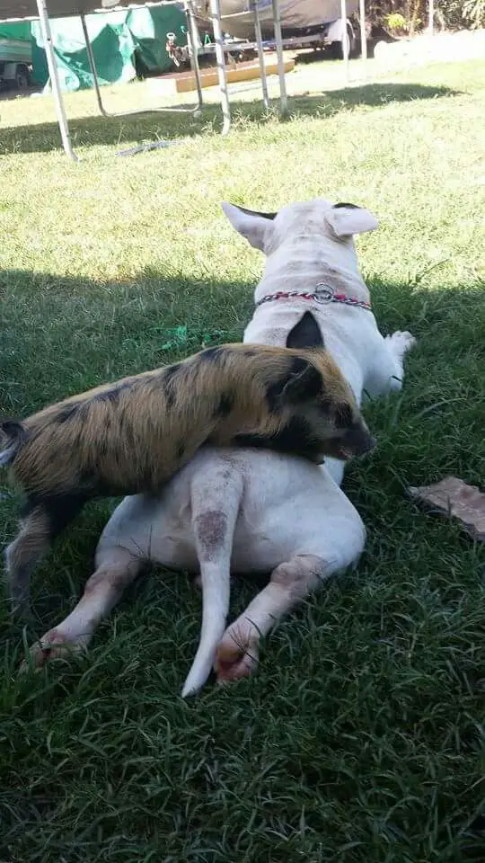 English Bull Terrier lying on the green grass with a pig on its back