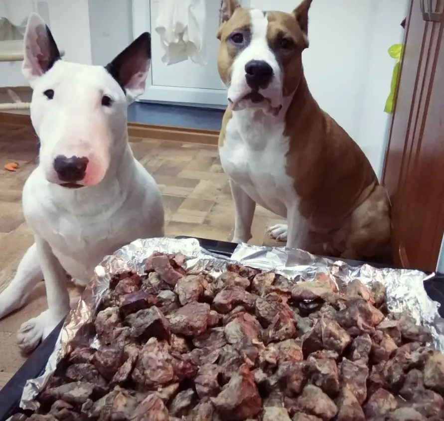 two Bull Terrier dog sitting on the floor waiting to eat their food on the table