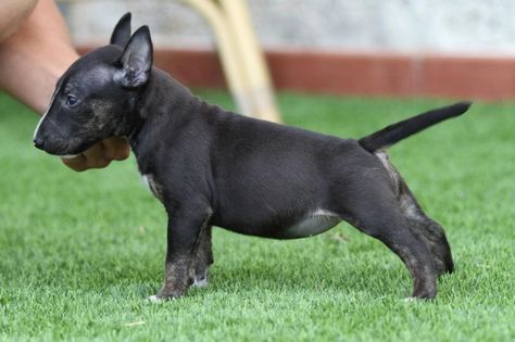 An English Bull Terrier puppy standing on the grass