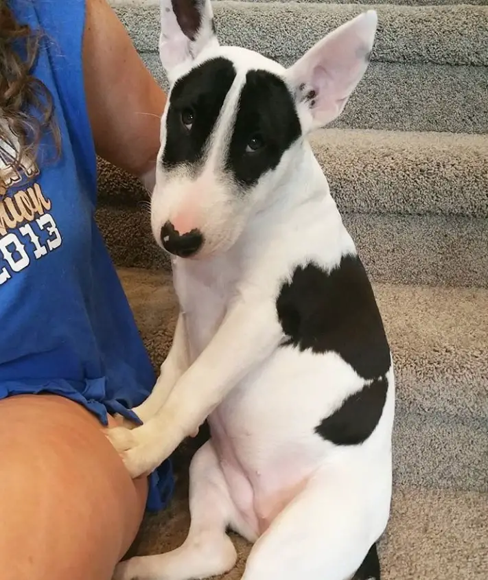 Bull Terrier sitting on the stairs beside a lady