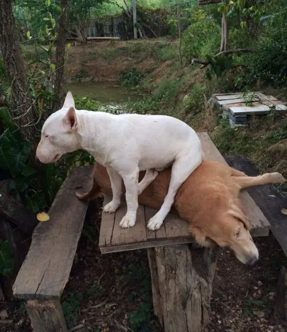 French Bulldog sitting on top of a dog