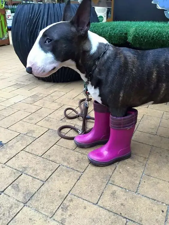 English Bull Terrier wearing a purple boots