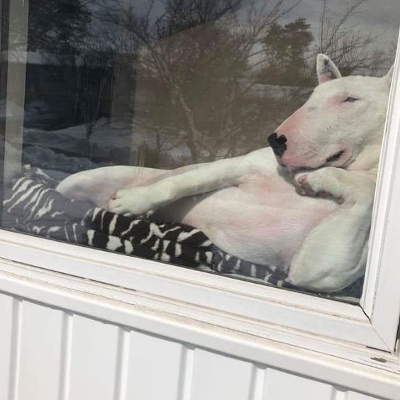 An English Bull Terrier lying by the glass window