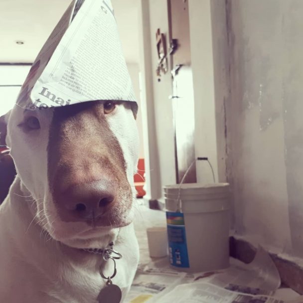Bull Terrier with a paper cone on top of its head