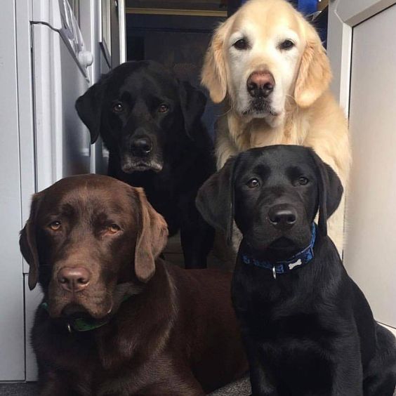 four Labrador looking