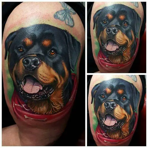 smiling Rottweiler puppy with red scarf and butterfly Tattoo on the shoulder
