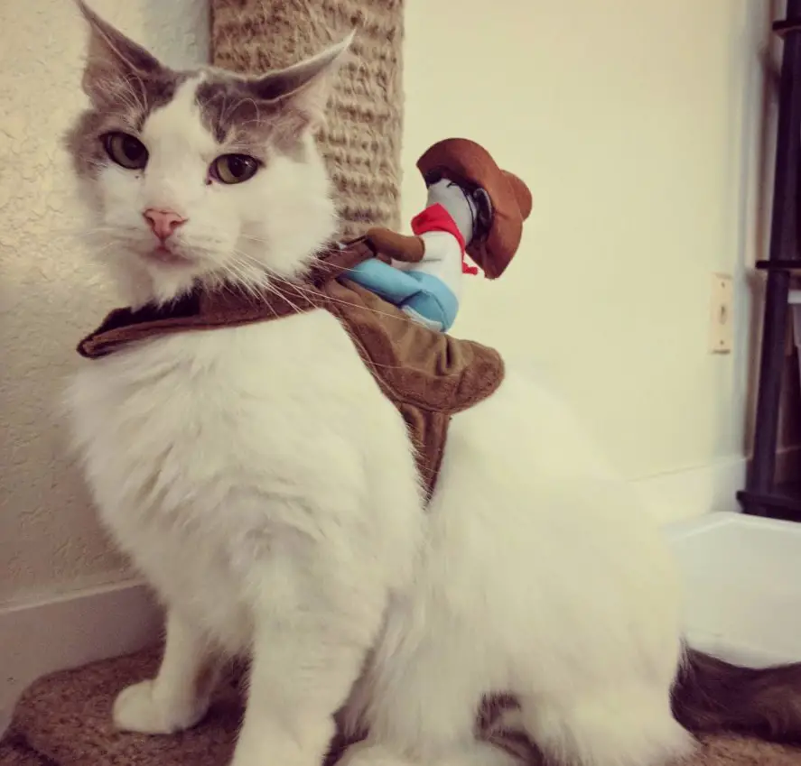 Cat wearing a cowboy rider wrapped around its body while sitting on its bed
