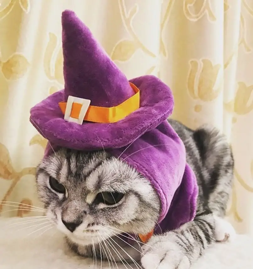 A cat wearing a witch hat while lying on the bed