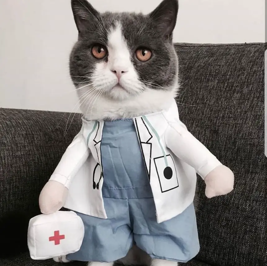 Cat in its doctor costume sitting on the couch