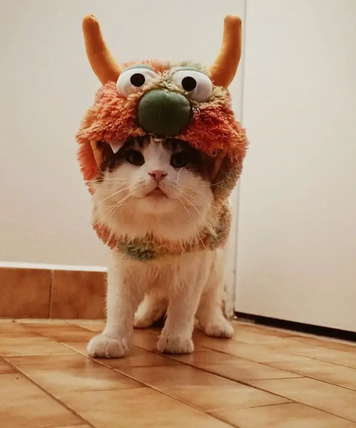 A cat wearing a cookie monster head piece while sitting on the floor